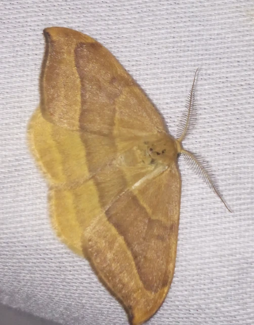 Watsonalla cultraria - bükkfa-sarlósszövő