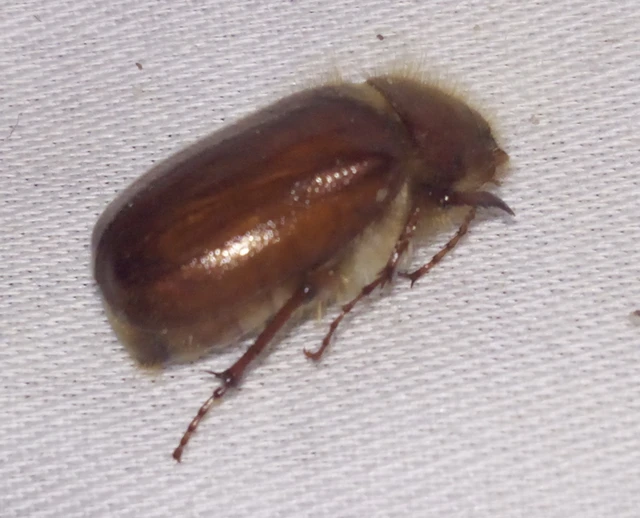 Holochelus vernus - tavaszi cserebogár