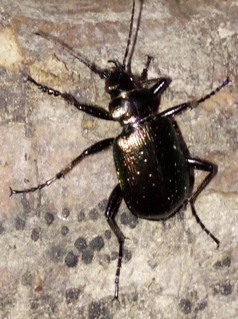 Calosoma inquisitor - kis bábrabló