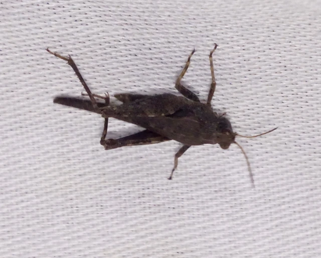 Tetrix subulata - közönséges tövishátúsáska