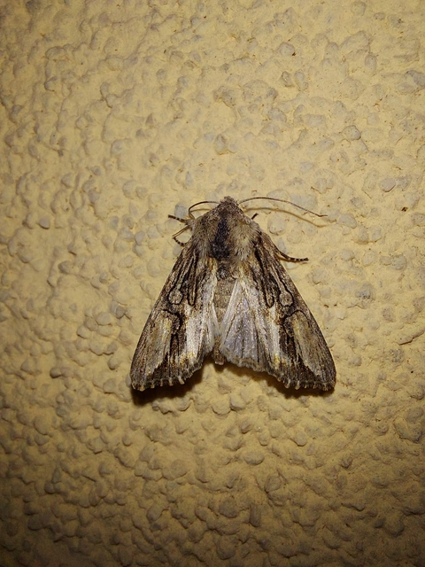 Egira conspicillaris - változékony szürkebagoly