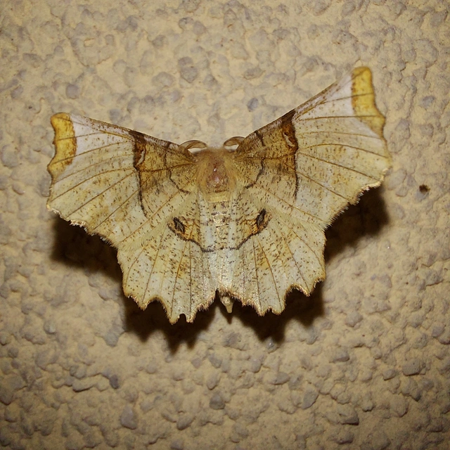 Selenia lunularia - egyfoltos holdasaraszoló