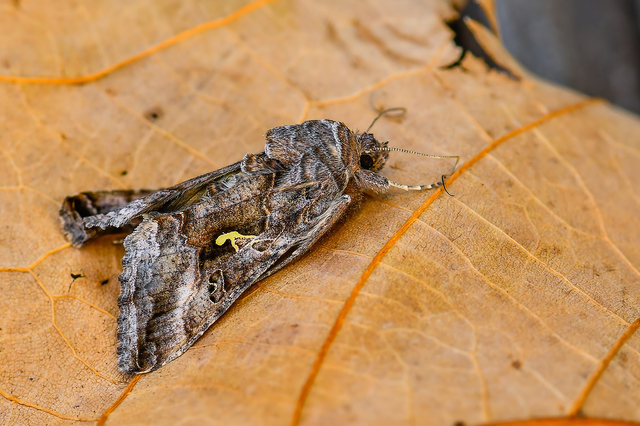 Autographa gamma - gammalepke