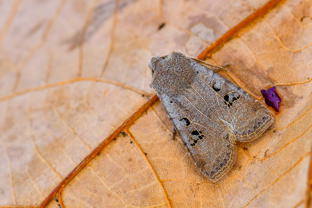 Conistra rubiginosa - szürke télibagoly