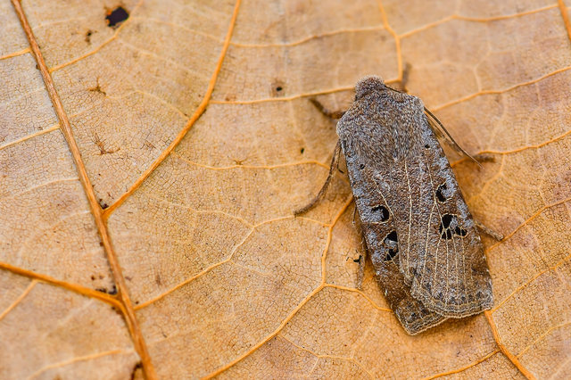 Conistra rubiginosa - szürke télibagoly