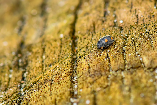 Platynaspis luteorubra - négypettyes szerecsenkata