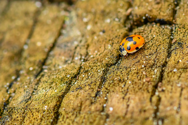 Adalia decempunctata - tízpettyes katica