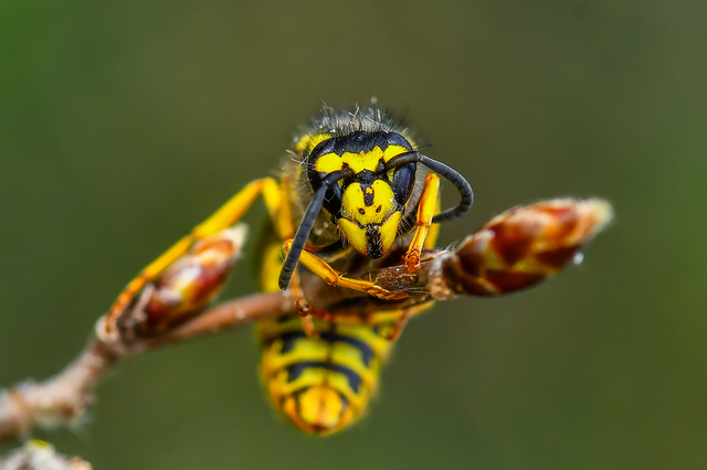 Vespula
