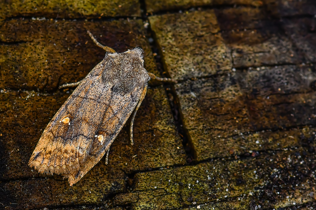 Eupsilia transversa - holdacskás télibagoly