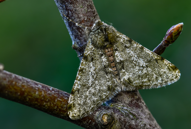 Apocheima pilosaria - zöldes tavasziaraszoló
