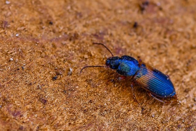 Gynandromorphus etruscus - etruszk tarkafutó