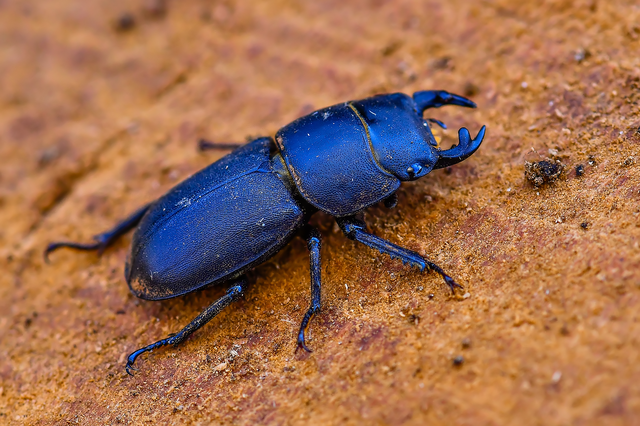 Dorcus parallelipipedus - kis szarvasbogár
