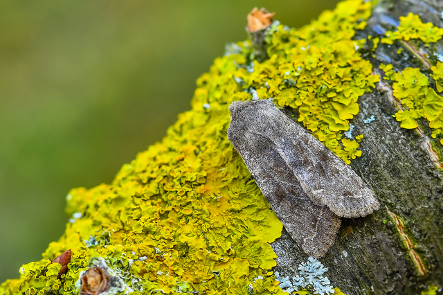 Orthosia incerta - változékony barkabagoly