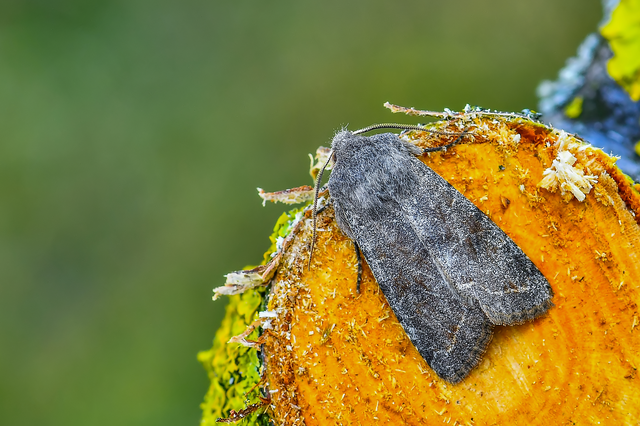 Orthosia incerta - változékony barkabagoly