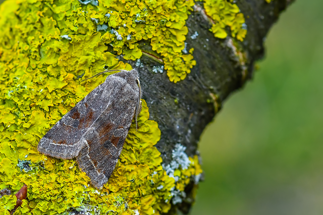 Orthosia incerta - változékony barkabagoly