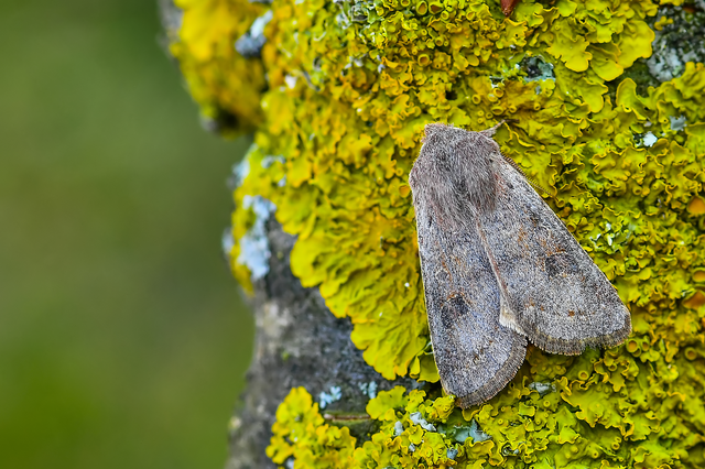 Orthosia populeti - nyárfa-barkabagoly