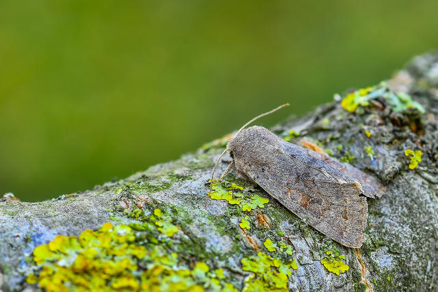Orthosia populeti - nyárfa-barkabagoly