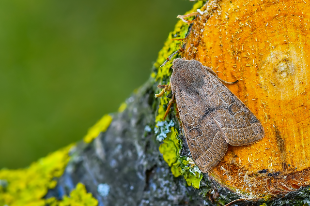 Orthosia cerasi - közepes barkabagoly