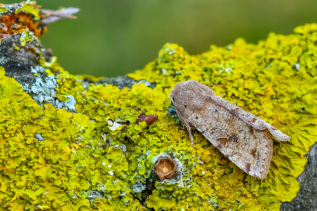 Orthosia incerta - változékony barkabagoly