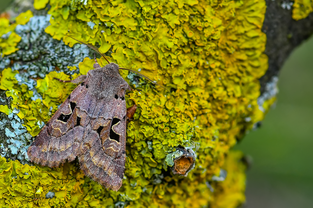 Orthosia gothica - feketefoltos barkabagoly