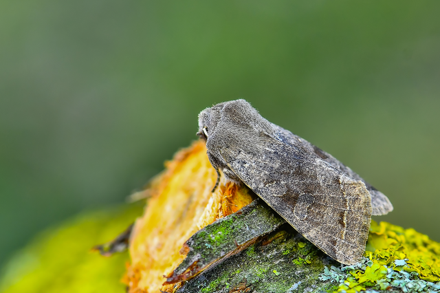Orthosia incerta - változékony barkabagoly