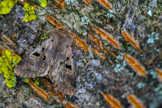 Orthosia gothica - feketefoltos barkabagoly