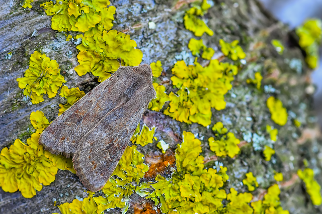Orthosia populeti - nyárfa-barkabagoly