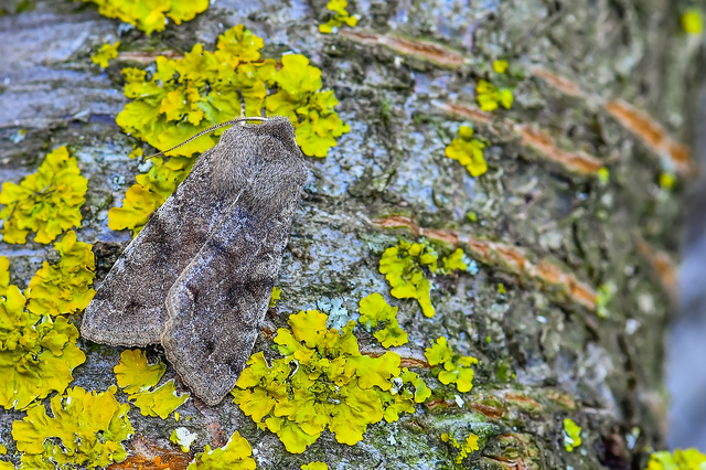 Orthosia incerta - változékony barkabagoly