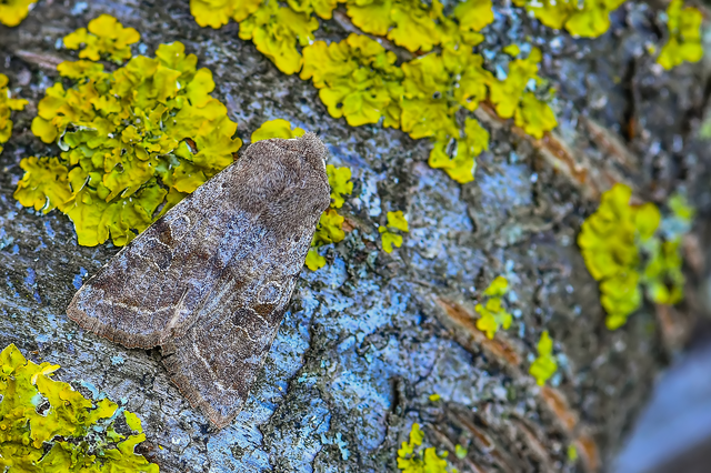 Orthosia incerta - változékony barkabagoly