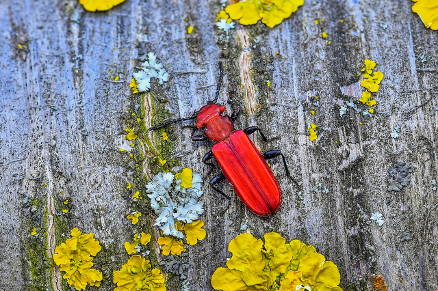 Cucujus cinnaberinus - skarlátbogár