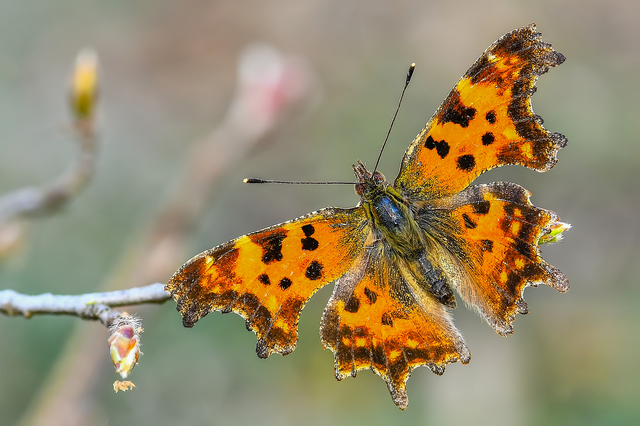 Nymphalis c-album - C-betűs lepke
