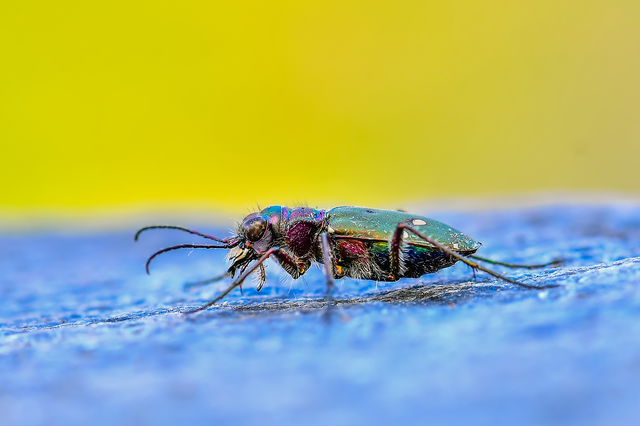 Cicindela campestris - mezei homokfutrinka