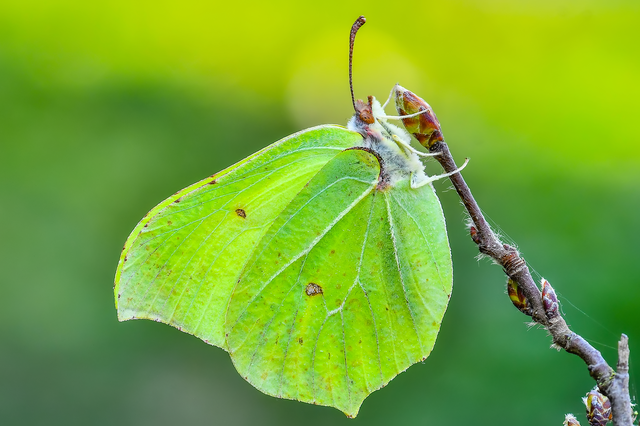 Gonepteryx rhamni - citromlepke