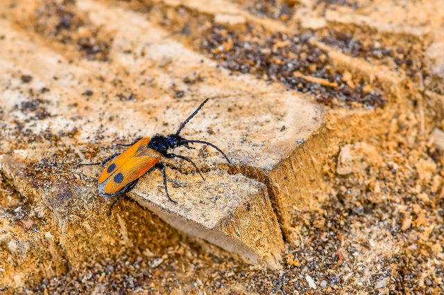 Apalus bimaculatus - kétfoltos élősdibogár