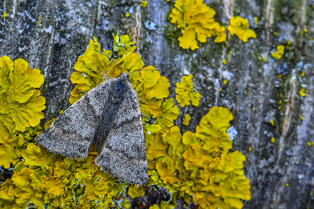 Boudinotiana puella - kis nappaliaraszoló