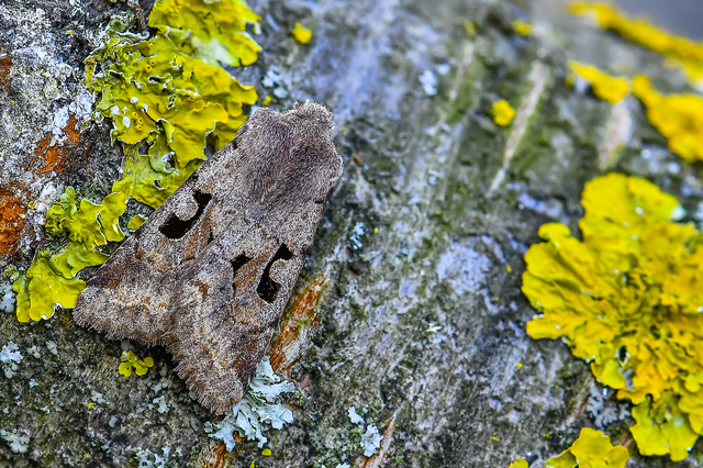 Orthosia gothica - feketefoltos barkabagoly