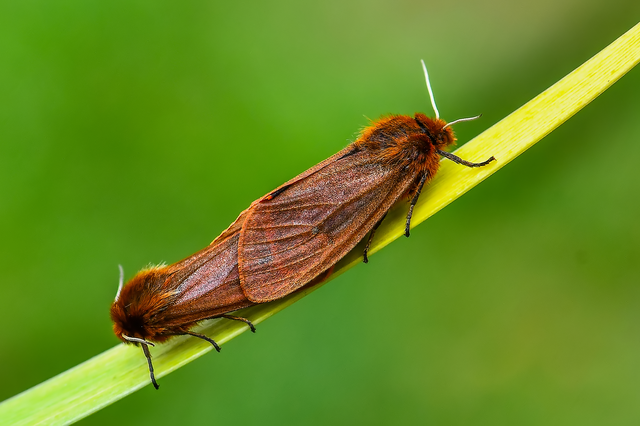 Phragmatobia fuliginosa - füstös medvelepke