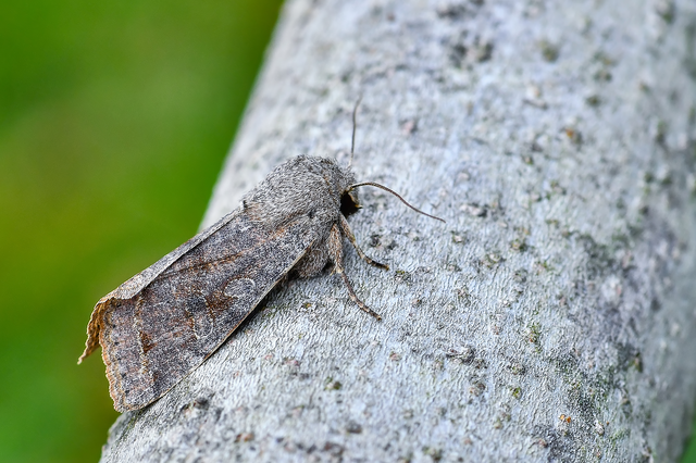 Orthosia incerta - változékony barkabagoly