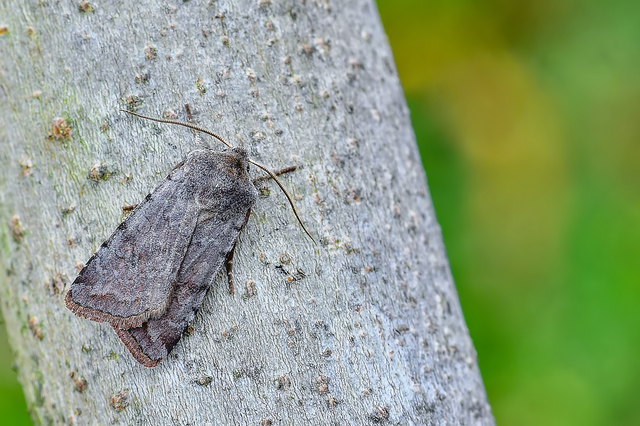 Cerastis rubricosa - vörhenyes tavaszibagoly