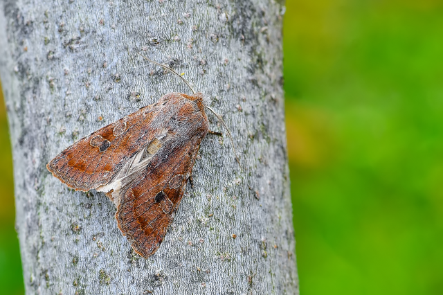 Orthosia incerta - változékony barkabagoly
