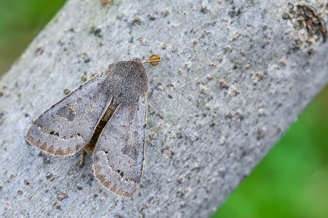Orthosia populeti - nyárfa-barkabagoly