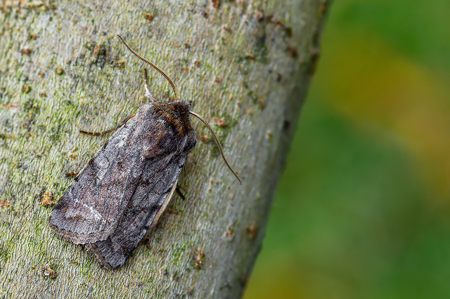 Orthosia cerasi - közepes barkabagoly