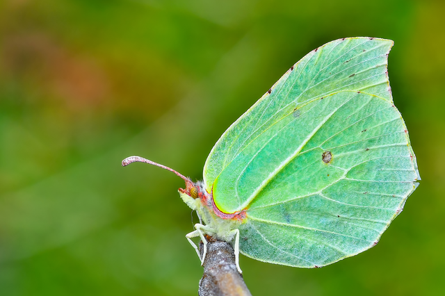 Gonepteryx rhamni - citromlepke