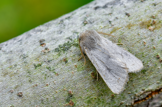 Orthosia populeti - nyárfa-barkabagoly