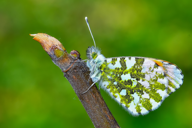 Anthocharis cardamines - hajnalpírlepke