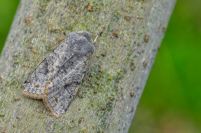 Orthosia incerta - változékony barkabagoly