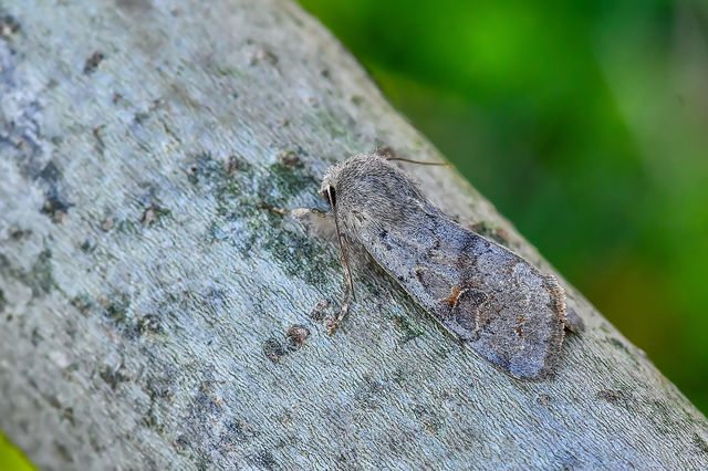 Orthosia populeti - nyárfa-barkabagoly