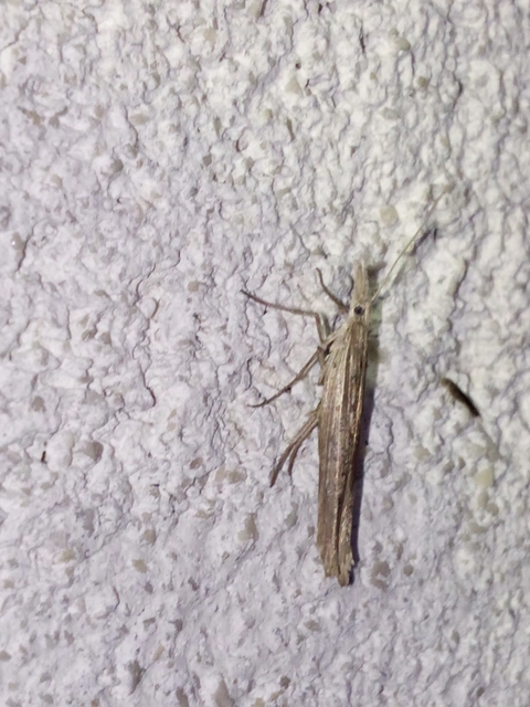 Ypsolopha mucronella - kecskerágómoly