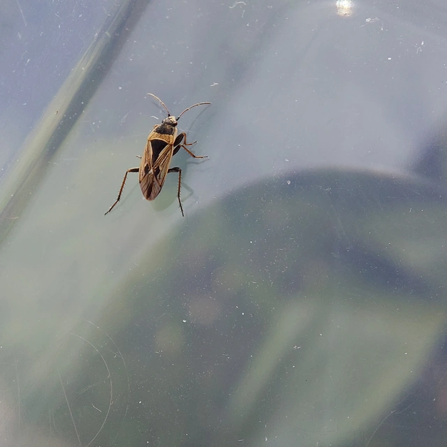 Xanthochilus quadratus - szegélyes díszesbodobács