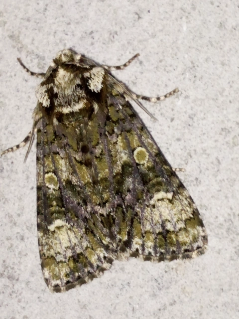 Craniophora ligustri - fagyalbagoly